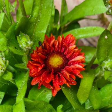 Blanket Flower 'Mesa Red'