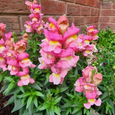 Snapdragon 'Eternal'