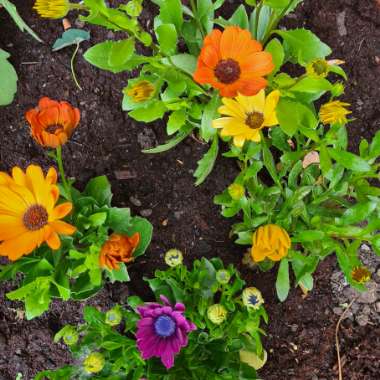 African Daisy