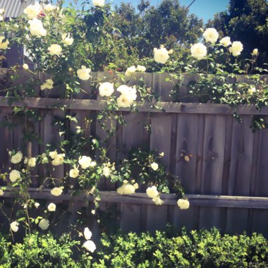 Rosa 'Climbing Iceberg'