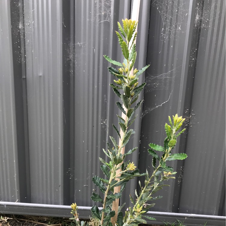 Plant image Banksia Integriflora