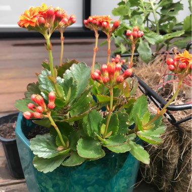 Kalanchoe