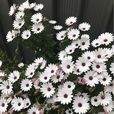 African Daisy 'Asti'