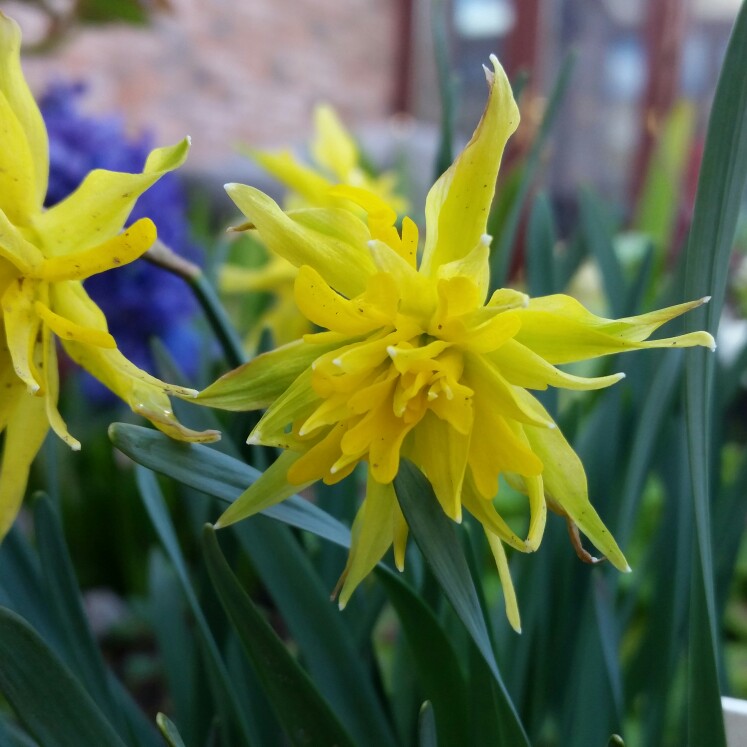 Daffodil 'Rip van Winkle' (Double)