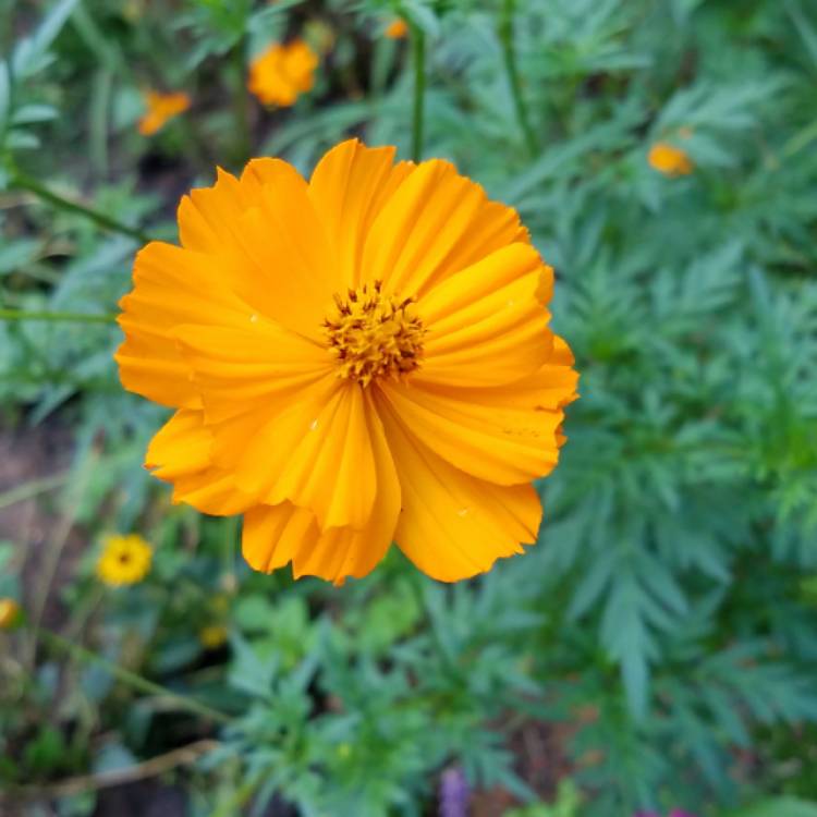 Plant image Cosmos Sulphureus 'Klondyke' (Mixed)