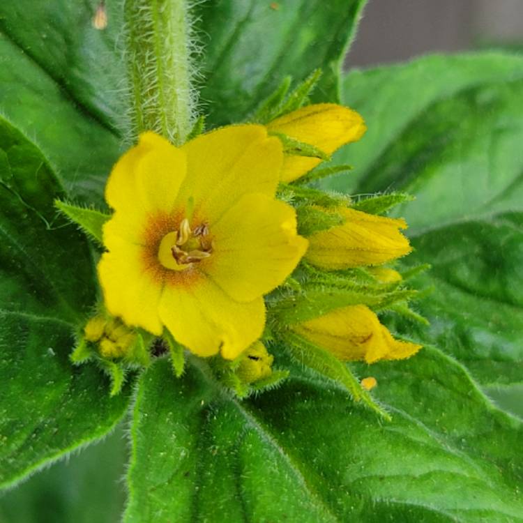 Plant image Lysimachia vulgaris