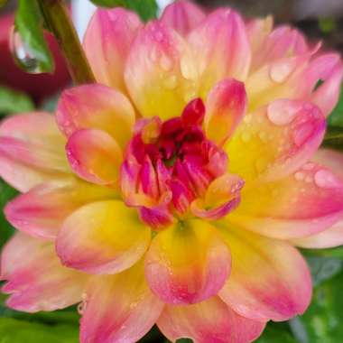 Dahlia (Border Varieties)