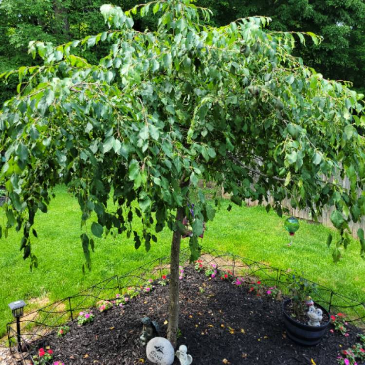 Plant image Malus x scheideckeri 'Red Jade'