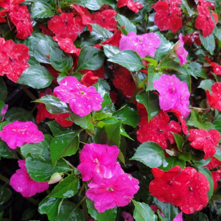 Plant image Impatiens