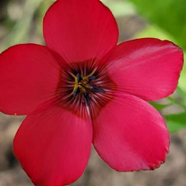 Linum grandiflorum