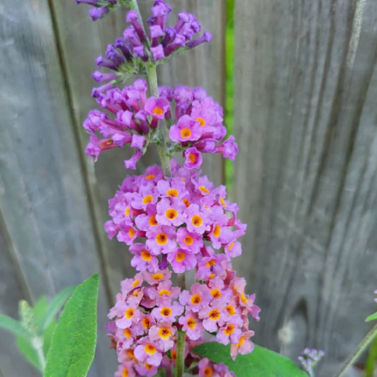 Plant image Buddleja x weyeriana 'Bicolor' syn. Buddleja davidii 'Bicolor', Buddleja x weyeriana 'Flower Power', Buddleja 'Kaleidoscope'