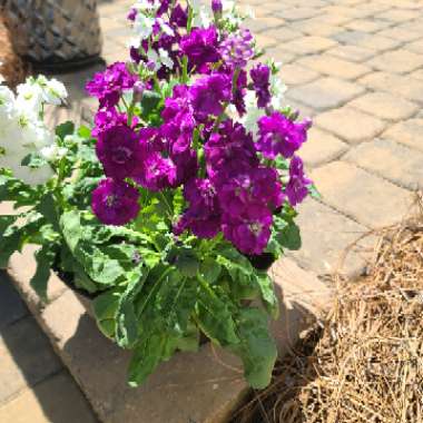 Matthiola Incana  syn. Matthiola incana 'Brompton' ;  Matthiola arborescens