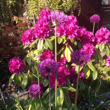 Rhododendron 'Delta'