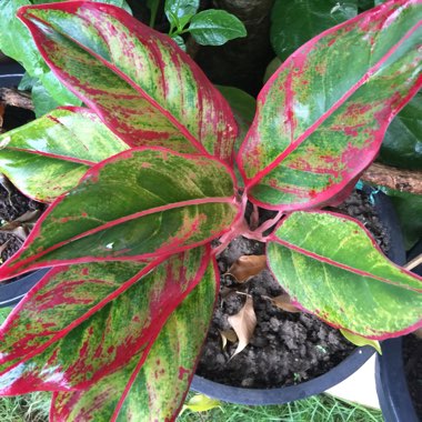 Aglaonema 'Siam'