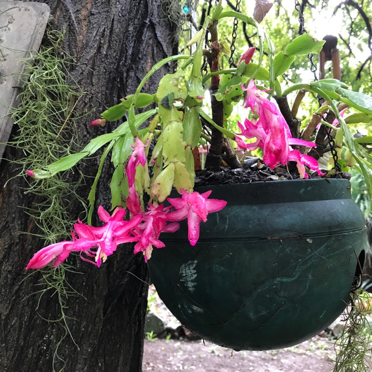 Plant image Schlumbergera truncata 'Sterling'