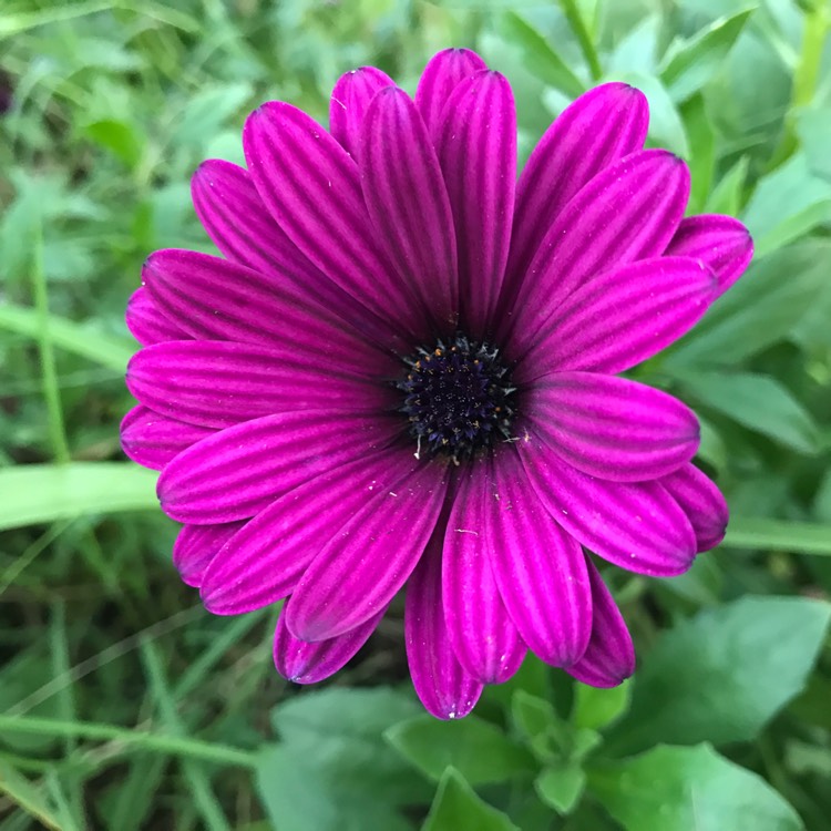 Plant image Osteospermum Ecklonis 'Erato Violet'