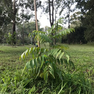 Murraya koenigii syn. Bergera koenigii