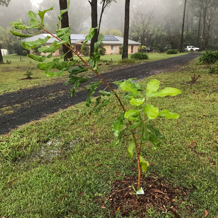 Plant image Banksia robur