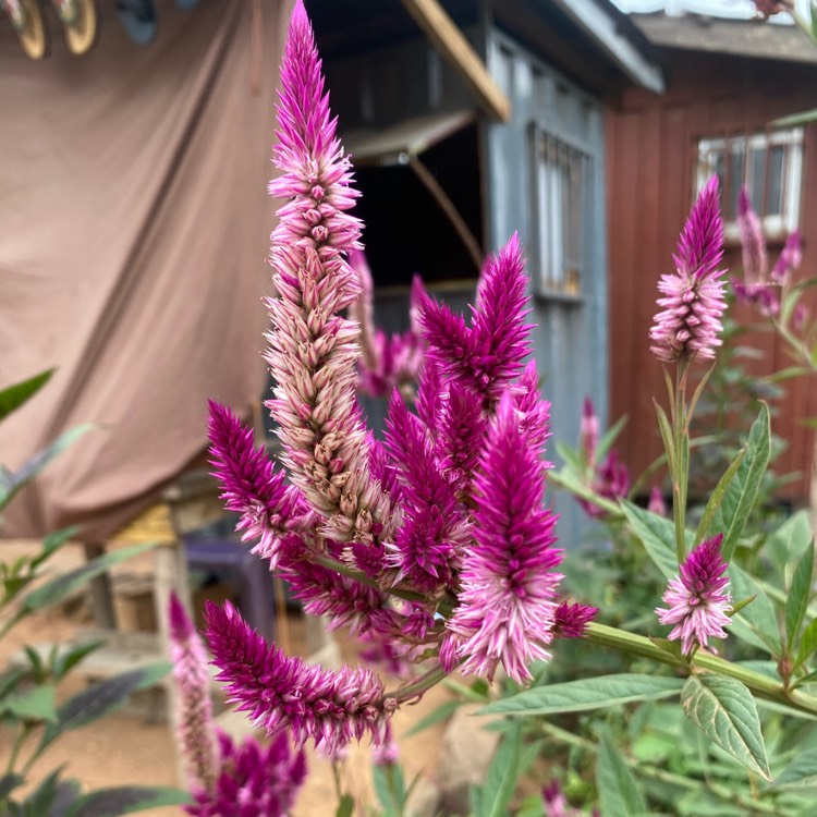 Plant image Celosia argentea