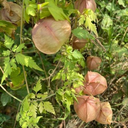 Plant image Cardiospermum Halicacabum