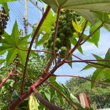 Plant image Ricinus communis 'Red Giant'