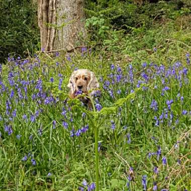 English Bluebell