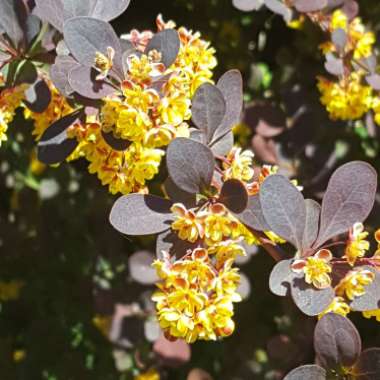 Common Barberry