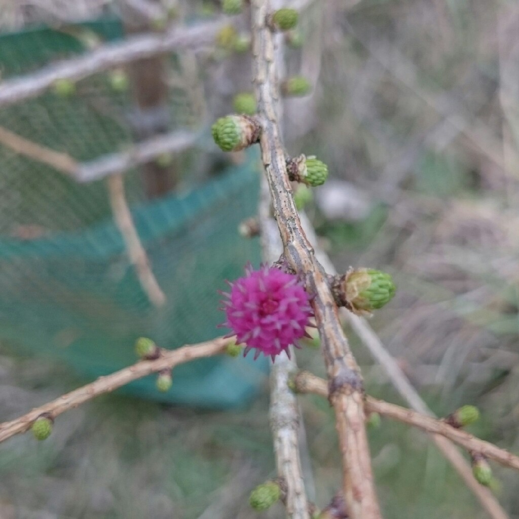 Plant image Larix