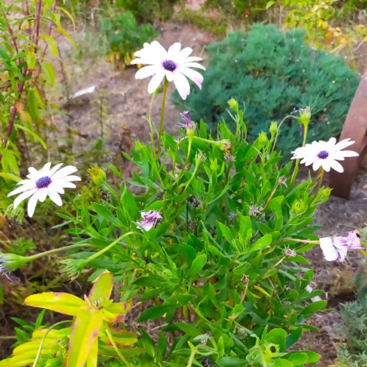 Plant image Osteospermum ecklonis 'Osticade™ White Blush'