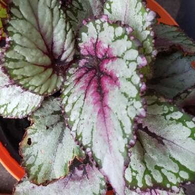 Begonia (Rex Cultorum Group)  syn. Begonia rex