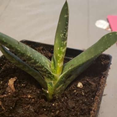 Gasteria bicolor var. 'bicolor'