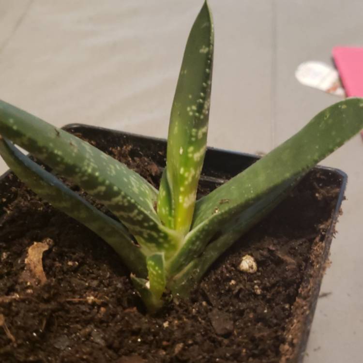 Plant image Gasteria bicolor var. 'bicolor'