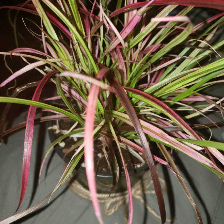 Plant image Pennisetum advena 'Fireworks' syn. Pennisetum setaceum 'Fireworks'