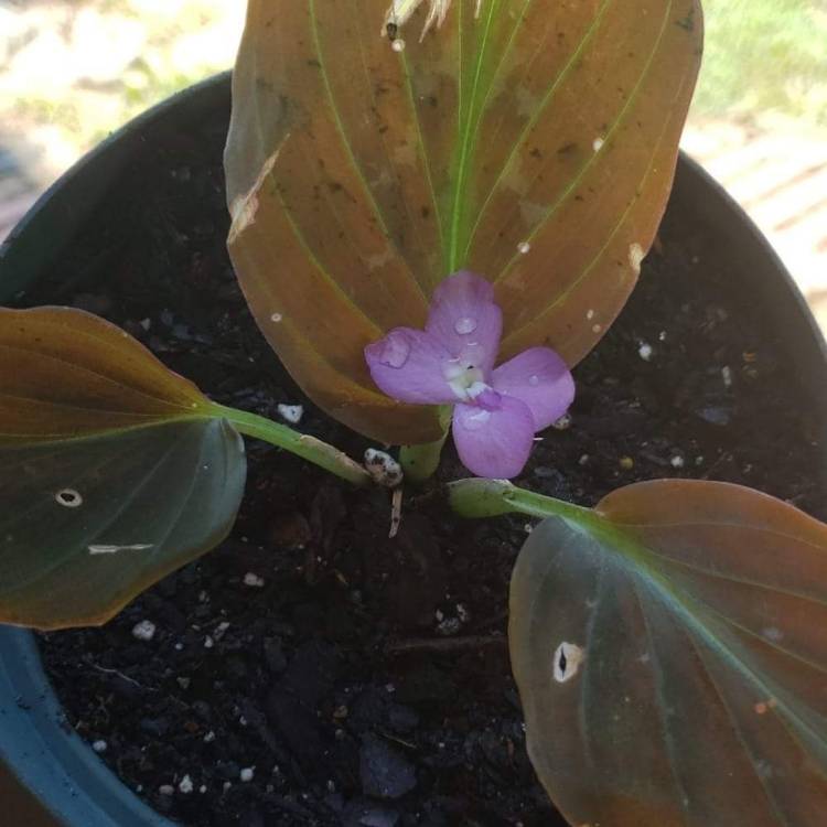 Plant image Kaempferia Pulchra 'Silver Dust'