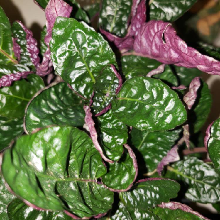 Plant image Hemigraphis colorata 'Exotica'