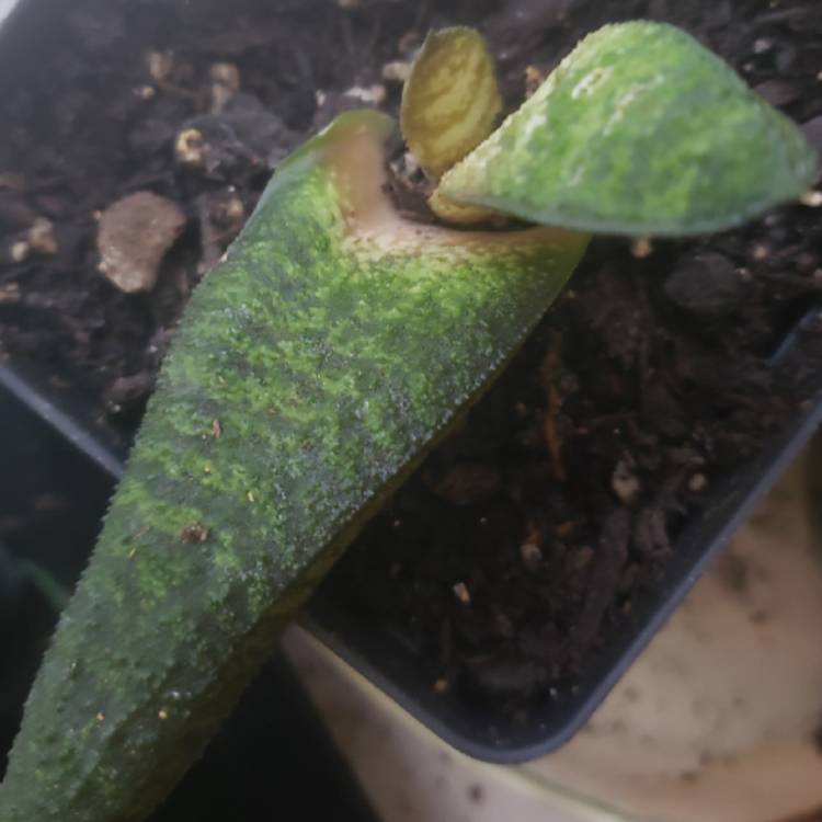 Plant image Gasteria batesiana var. batesiana