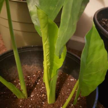 Alocasia gigantea