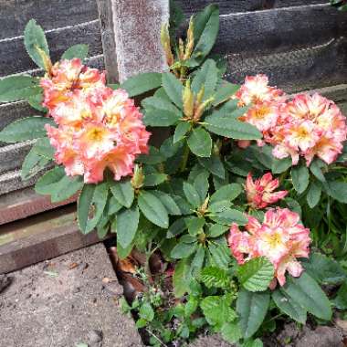 Rhododendron 'Seaview Sunset'