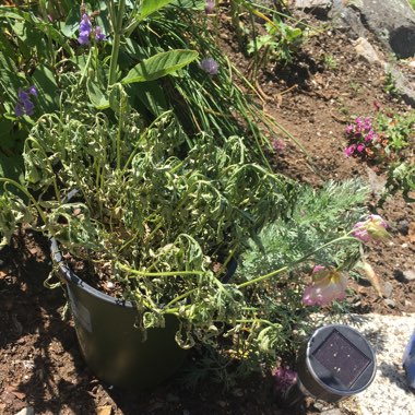 Oenothera speciosa