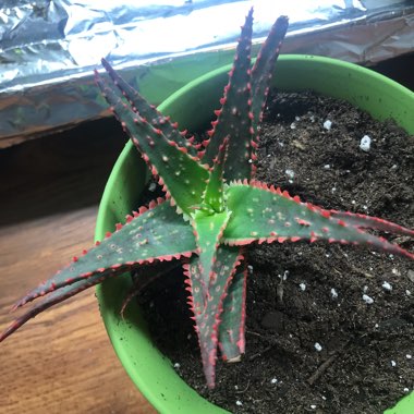 Aloe 'Christmas Sleigh'