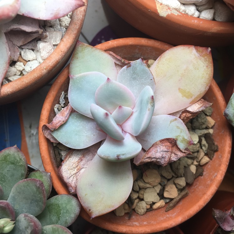 Plant image Echeveria Elegans Potosina