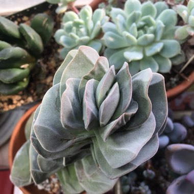 Crassula Ivory Tower