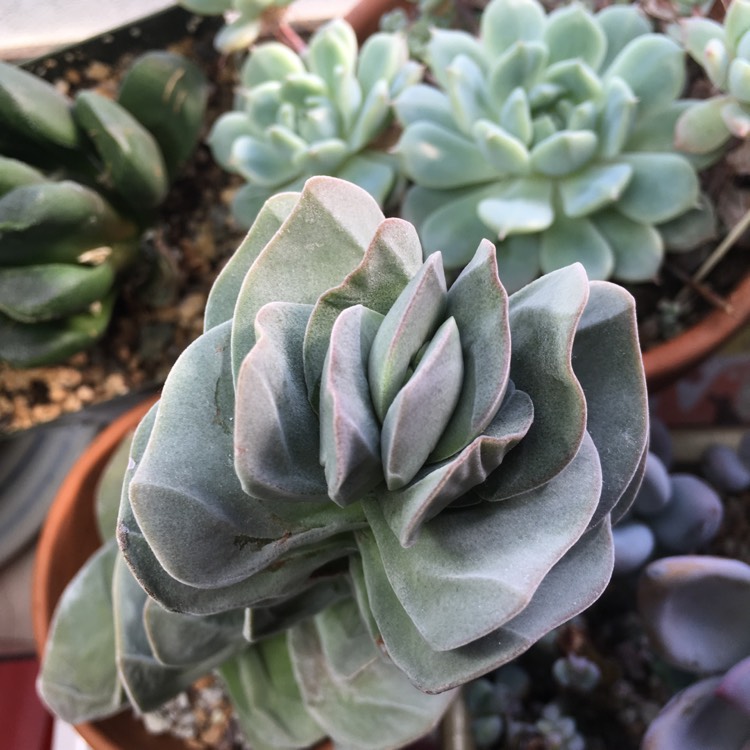 Plant image Crassula Ivory Tower