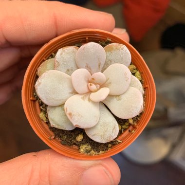 Echeveria laui