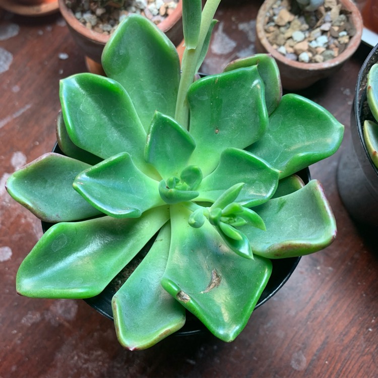 Plant image Echeveria Setosa var. Oteroi