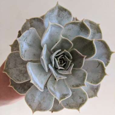 Echeveria Lilacina