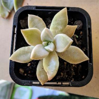 Graptopetalum Tricolour