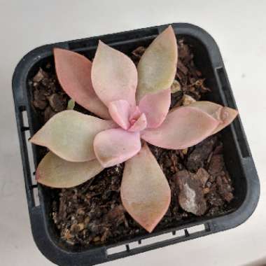 xGraptoveria Douglas Huth