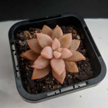 x Graptosedum Bronze