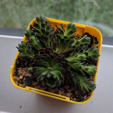 Rosularia Platyphylla